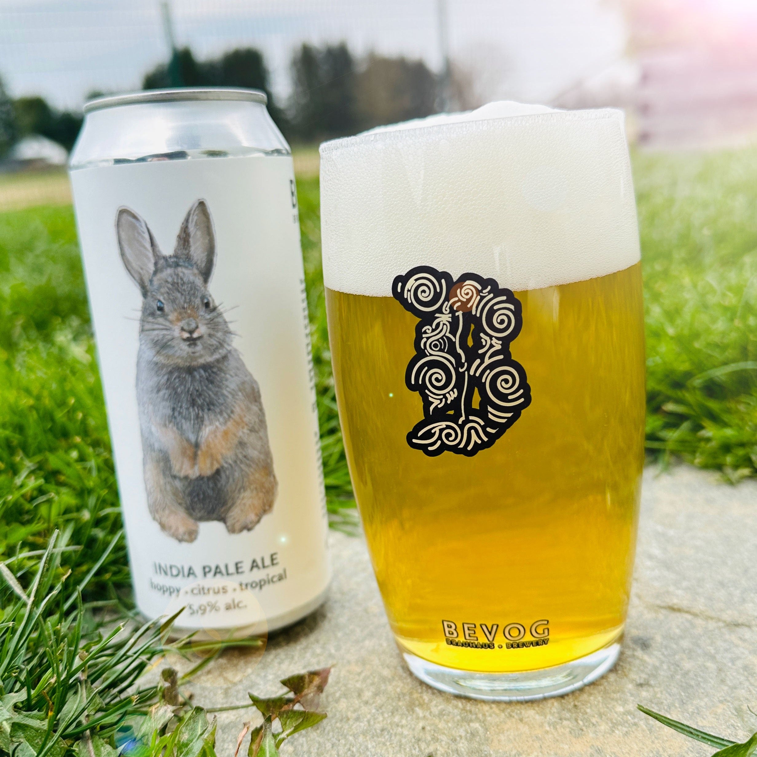 PYGMY RABBIT – Bevog